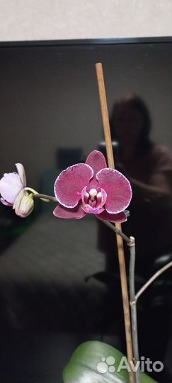 Орхидея фаленопсис