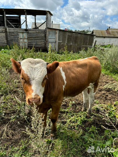 Телёнок (бычок)