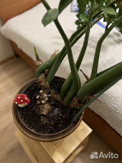 Замиокулькас