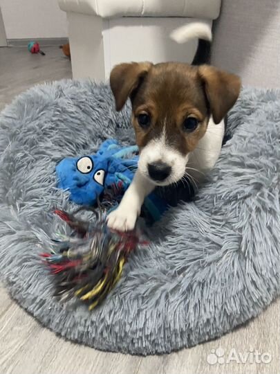 Джек рассел терьер девочка гладкошерстная