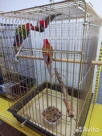 Попугаи розеллы пестрые красные