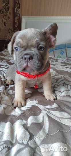 Изабелло генные девочки