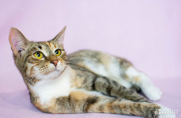 Кошка в дар