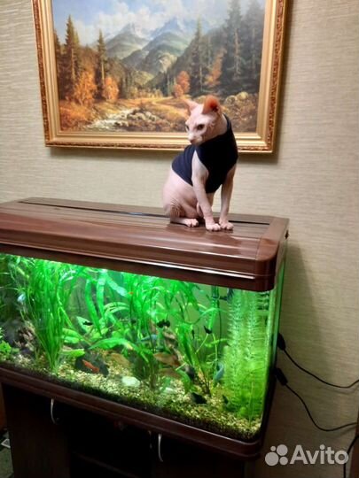 Криптокорина