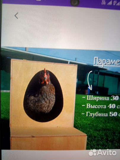 Гнездо для кур с яйцесборником