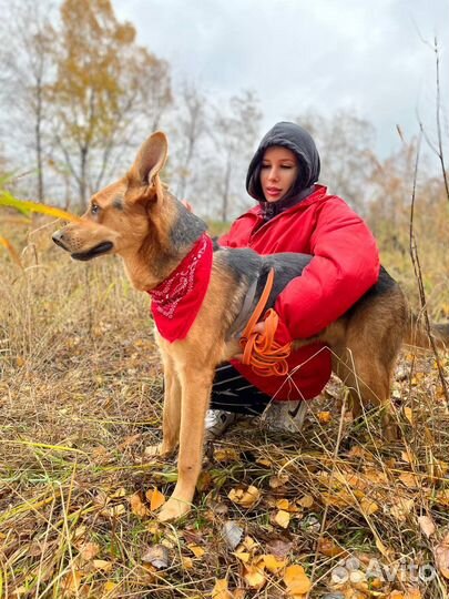 Добрейшей души пес ищет дом