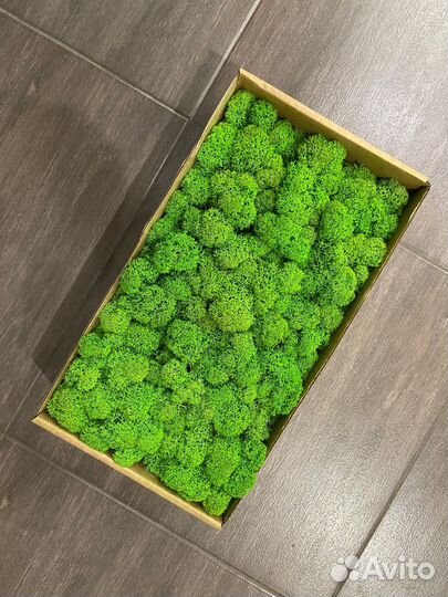 Стабилизированный мох