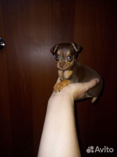 Мини той-терьер