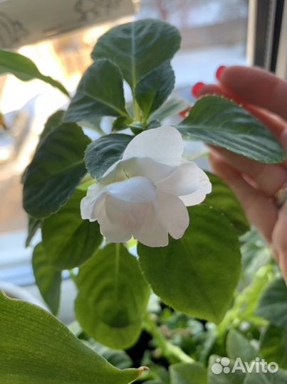 Бальзамин махровый