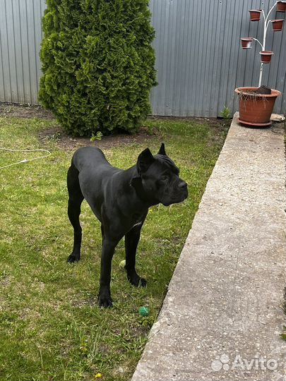 Кане Корсо вязка