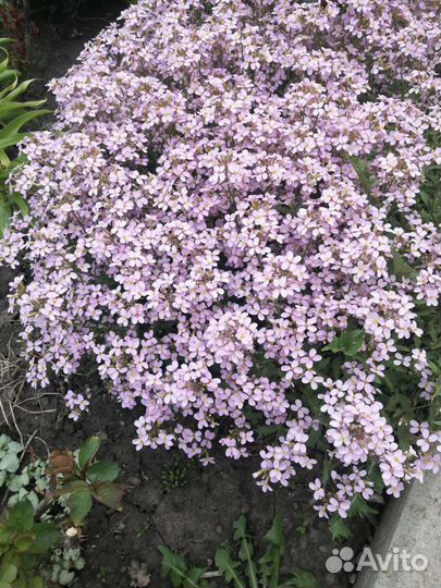 Первоцветы