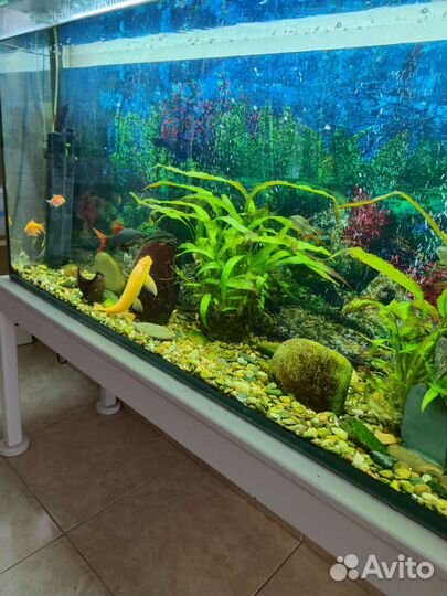 Аквариум с рыбками и оборудованием 250л