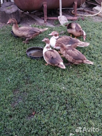 Утята мускусной утки