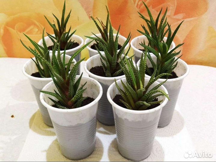 Суккуленты, хавортия полосатая Биг Бенд