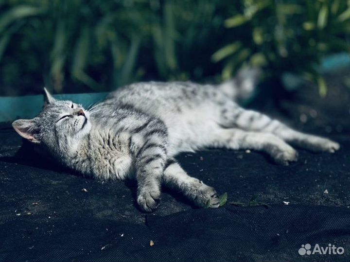 Кошка в частный дом