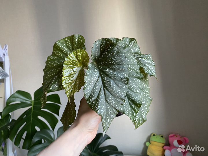 Бегония Люцерна