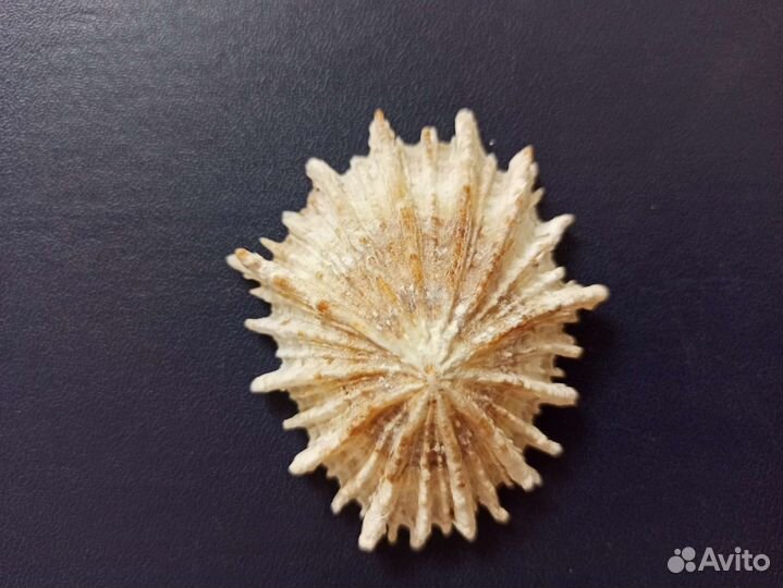 Морская раковина