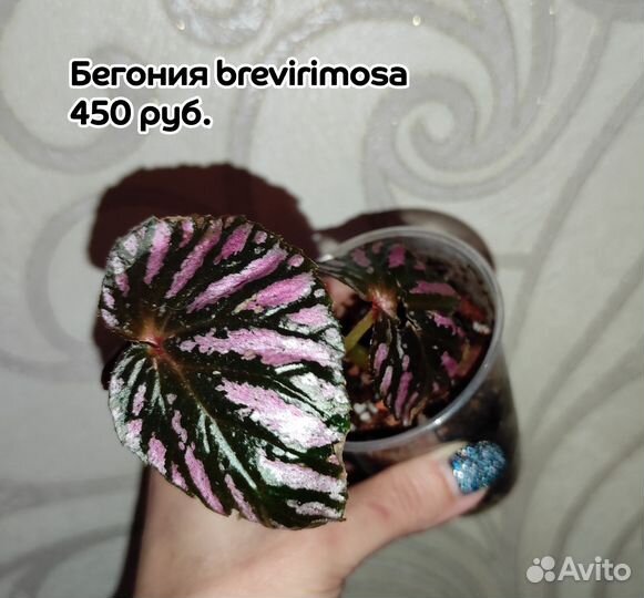 Бегонии сортовые