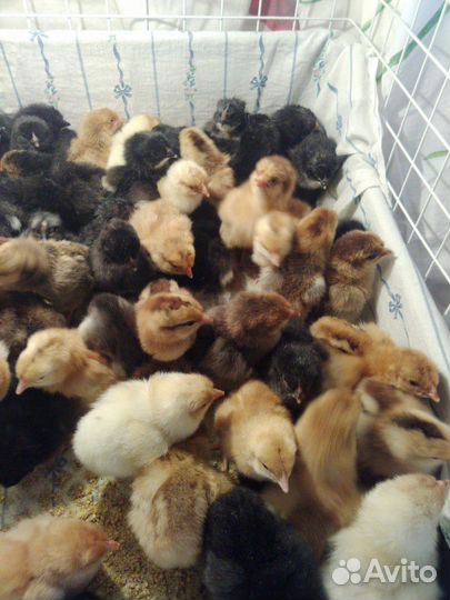 Инкубационное яйцо Кучинская юбилейная