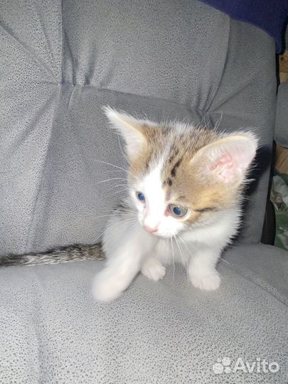 Необычные бенгалы