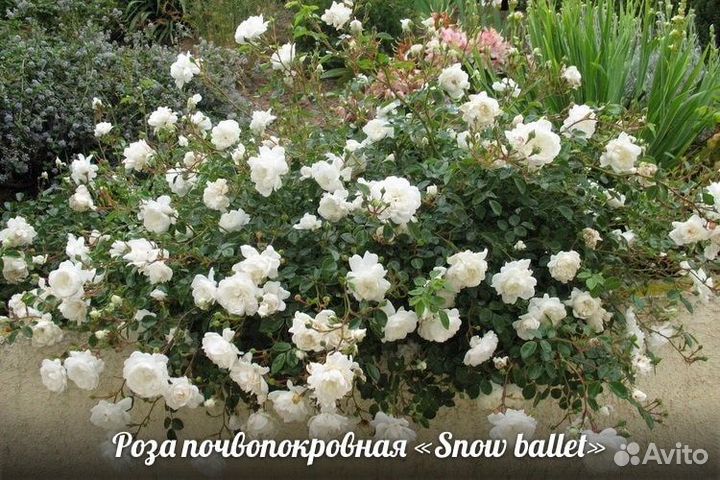 Почвопокровные розы