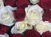 51 роза красная и белая