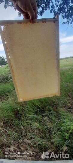 Майский мед,свежий разнотравие