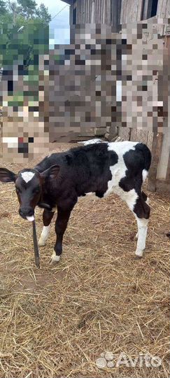 Корова с теленком