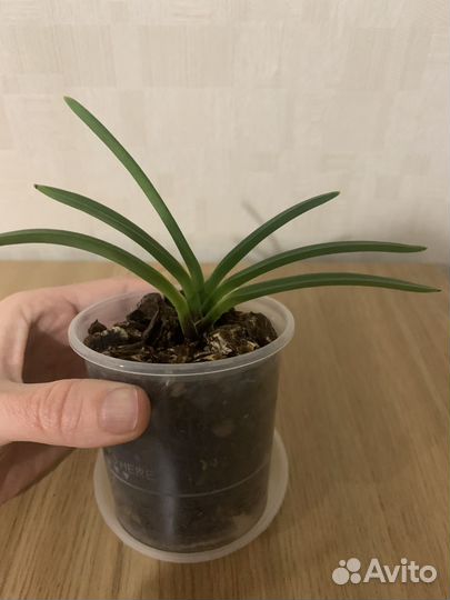 Ванда Neofenetia Falkata (миниатюрная) отцвела