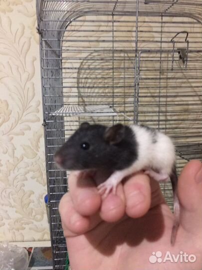 Крысята дамбо