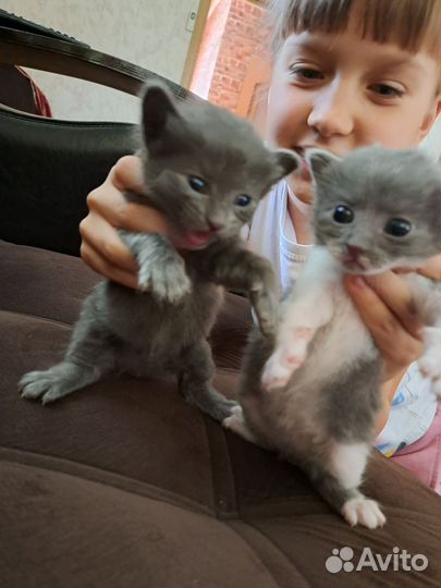 Вислоухие котята в добрые руки