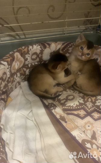 Абиссинские котята