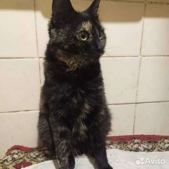 Кошка в дар