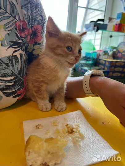 Котёнок мальчик в добрые руки