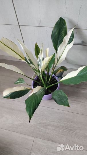 Спатифиллум домино, Сильвер рейн, Даймонд