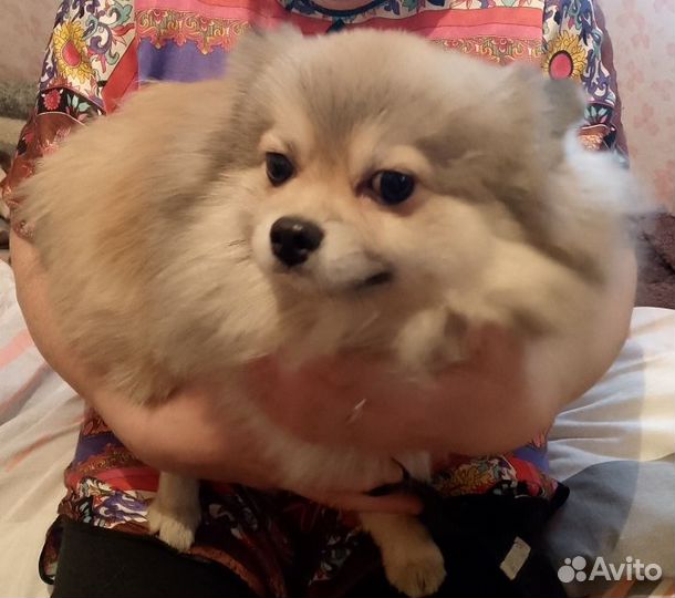 Немецкий шпиц