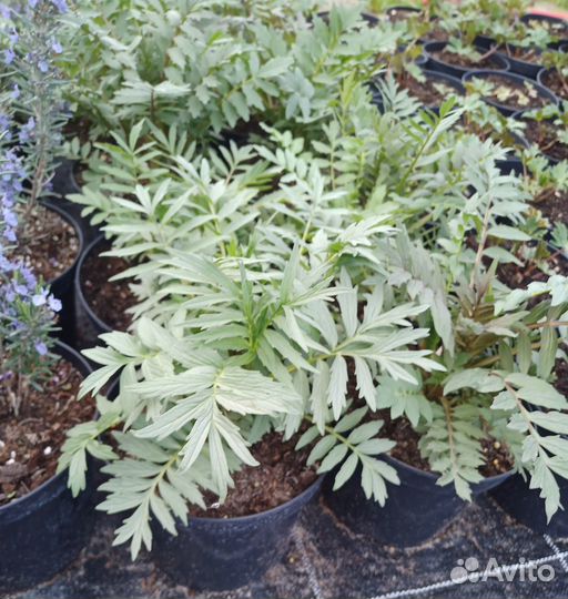 Неприхотливые многолетники для сада