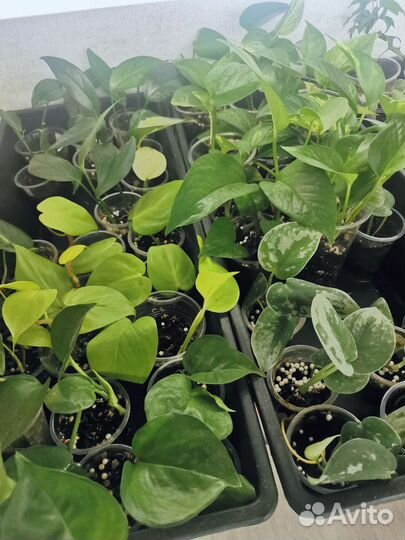 Сциндапсусы и эпипремнумы