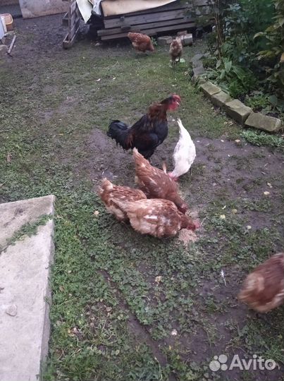 Куры несушки