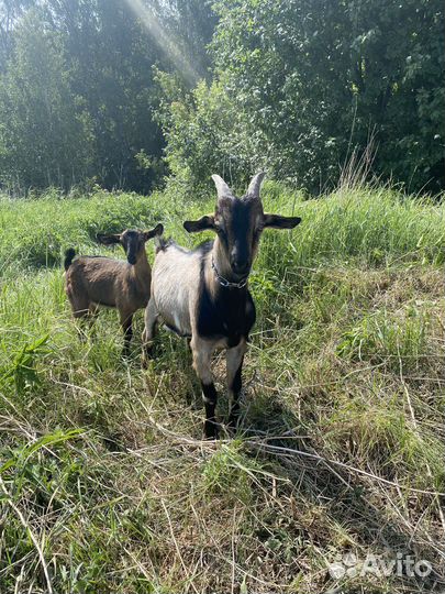 Нубийский козел