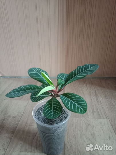 Цветы комнатные и чеснок