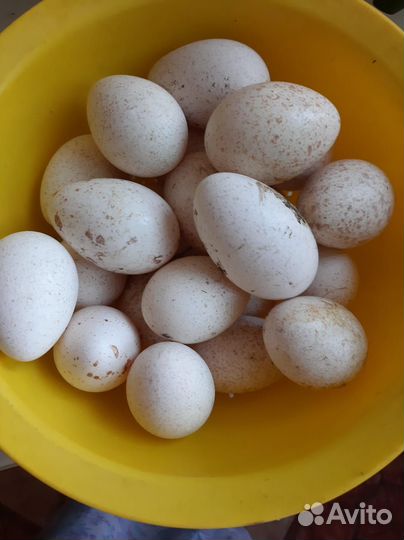 Яйцо индюшки инкубационное