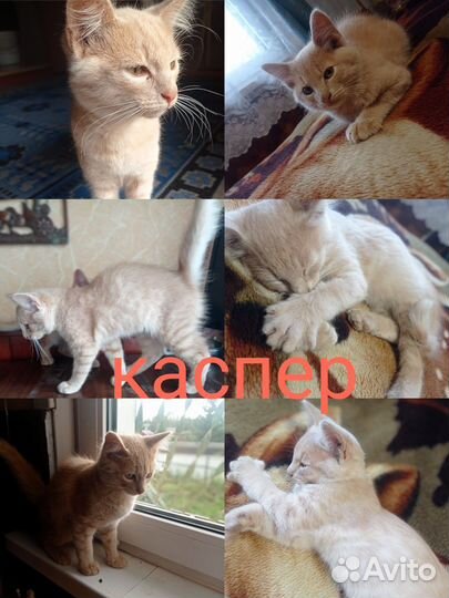 Кошка в дар бесплатно