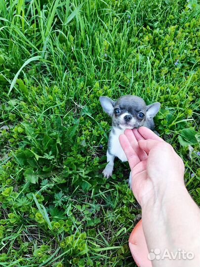 Чихуахуа мини
