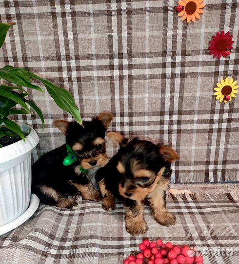 Щенки мини йорка