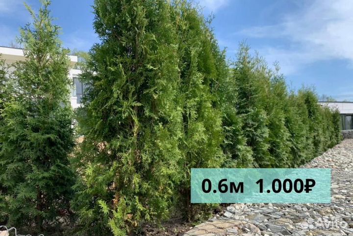 Туи смарагд