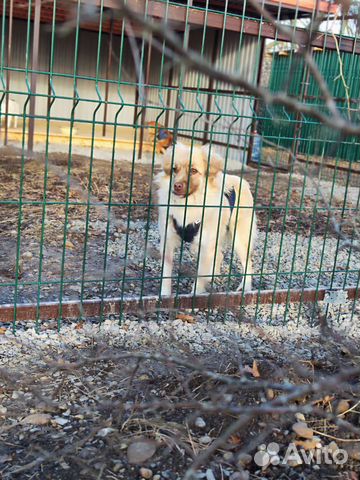 Собака в добрые руки, маленькая, взрослая
