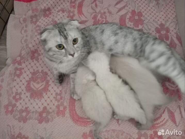 Котята манчкин