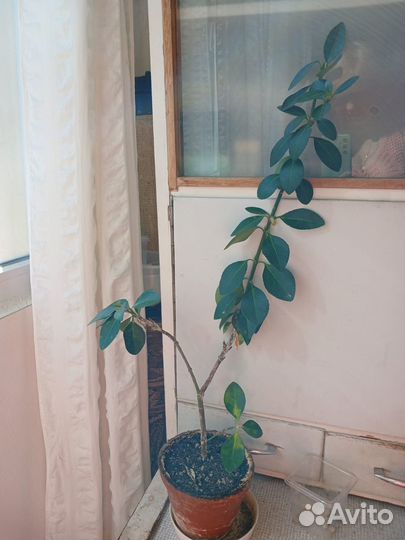 Бересклет eunymus