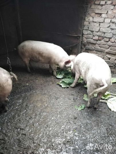 На мясо домашние свинки